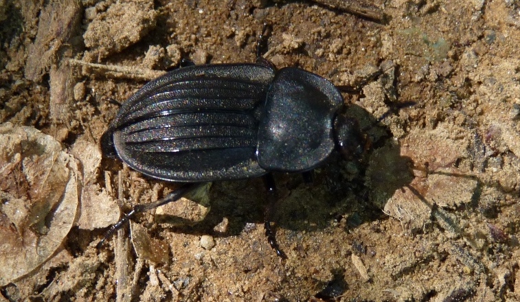 Silpha atrata? No, S. carinata